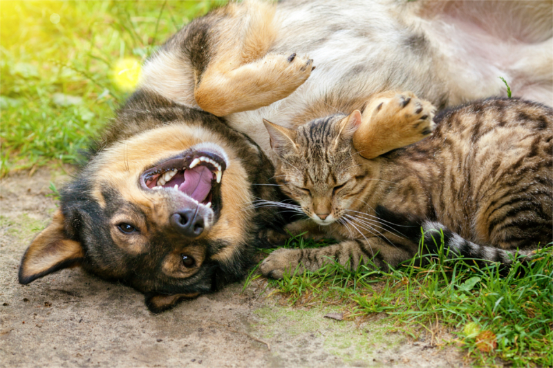 Dog and cat best friends playing together outdoor. Lying on the back together.