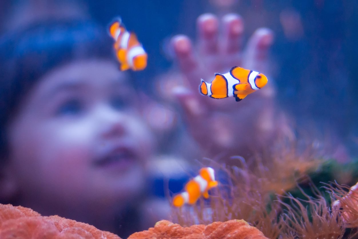 Young child looking at fish aquarium