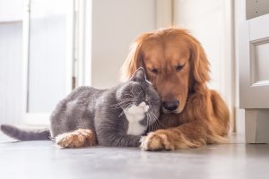 cat and dog cuddled up illustrating pet allergies