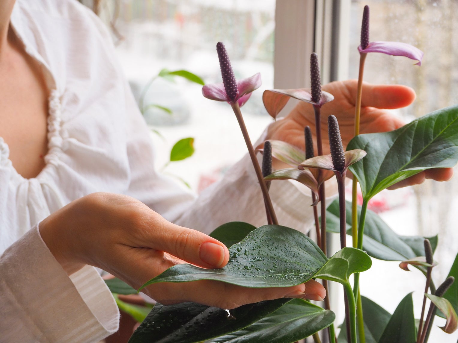 person inspecting the leaves of a plant
