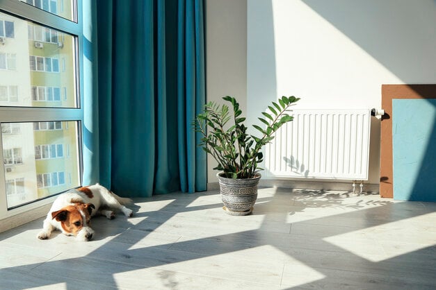 dog laying in the sunshine through the window on the floor